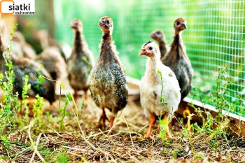 Siatki Gostyń - Plastikowa siatka na woliery do hodowli ptaków dla terenów Gostynia